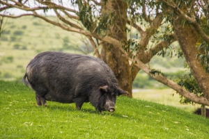Pot bellied pig grazing in the back paddock of Tam'Jazi Country Cottage, Eastern Cape, South Africa.